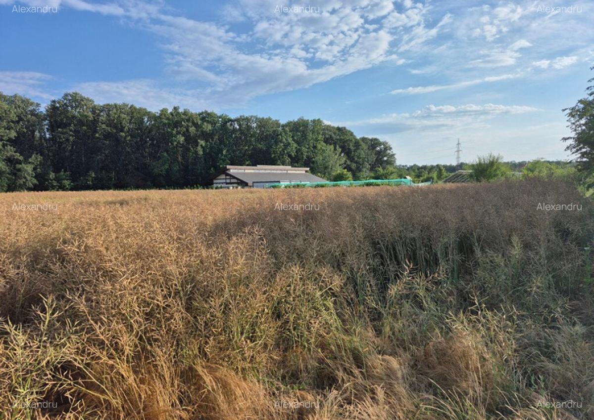 Teren ieftin la liziera padurii Balotesti, 13500 euro - 4