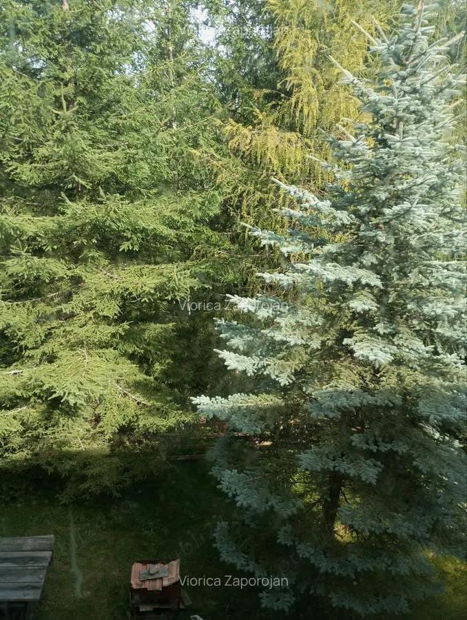 Vand cabana intr-un loc de poveste, in sta?iunea Muntele Bai?orii, inainte de cabana Militarilor. - 7