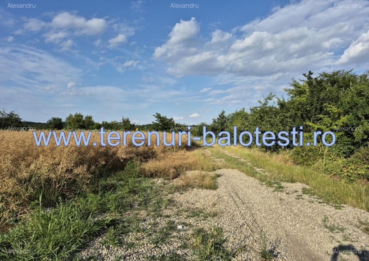 Teren ieftin la liziera padurii Balotesti, 350mp - 28
