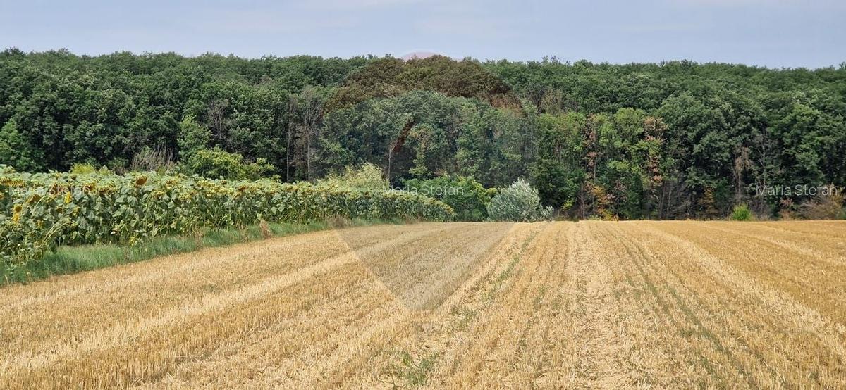 DE VANZARE Teren lac, 4500mp Moara Vlasiei - 5