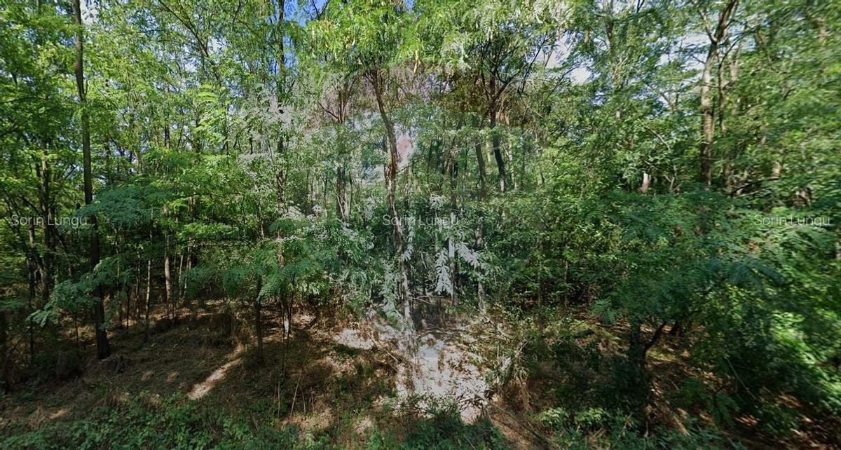 Teren 10,000mp Afumati | Padure | Soseaua Petrachioaia - 6 Teren 10,000mp Afumati | Padure | Soseaua Petrachioaia - 6