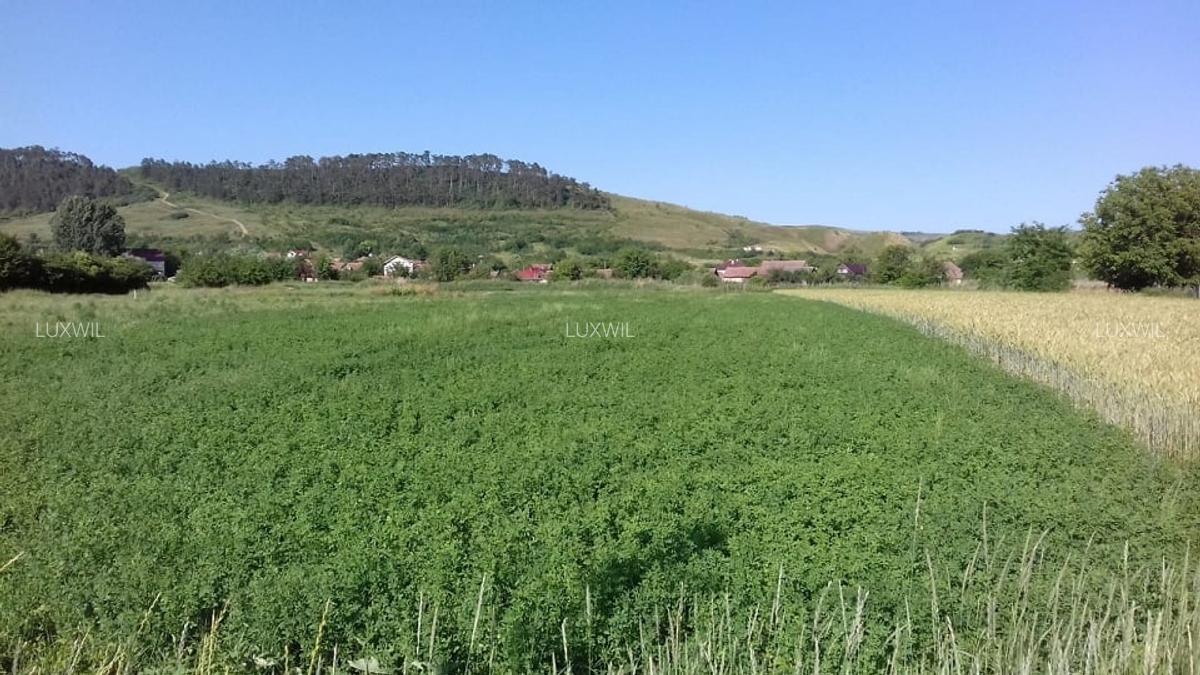 Teren Construcții intravilan de 1031 mp, în Bonțida - 2