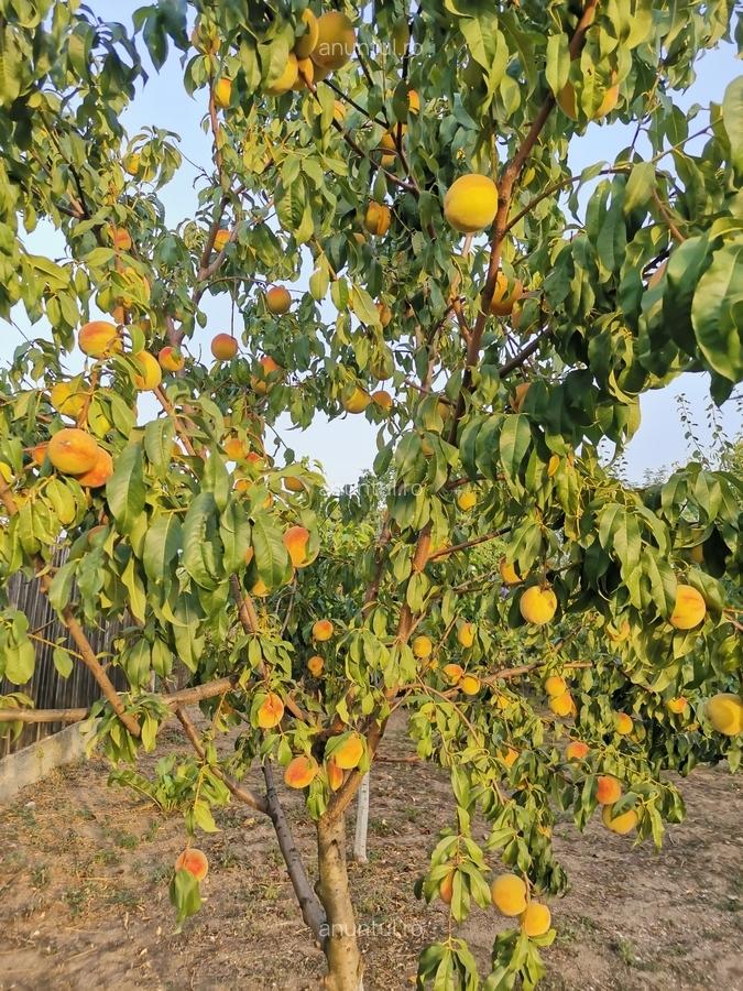 Cosereni, Ialomita - 17