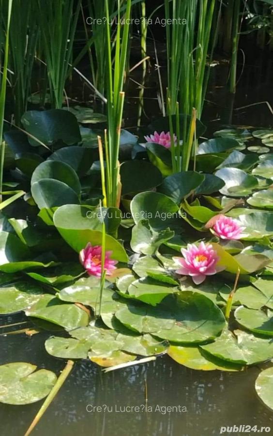 Cabana de vanzare - 4 Cabana de vanzare - 4