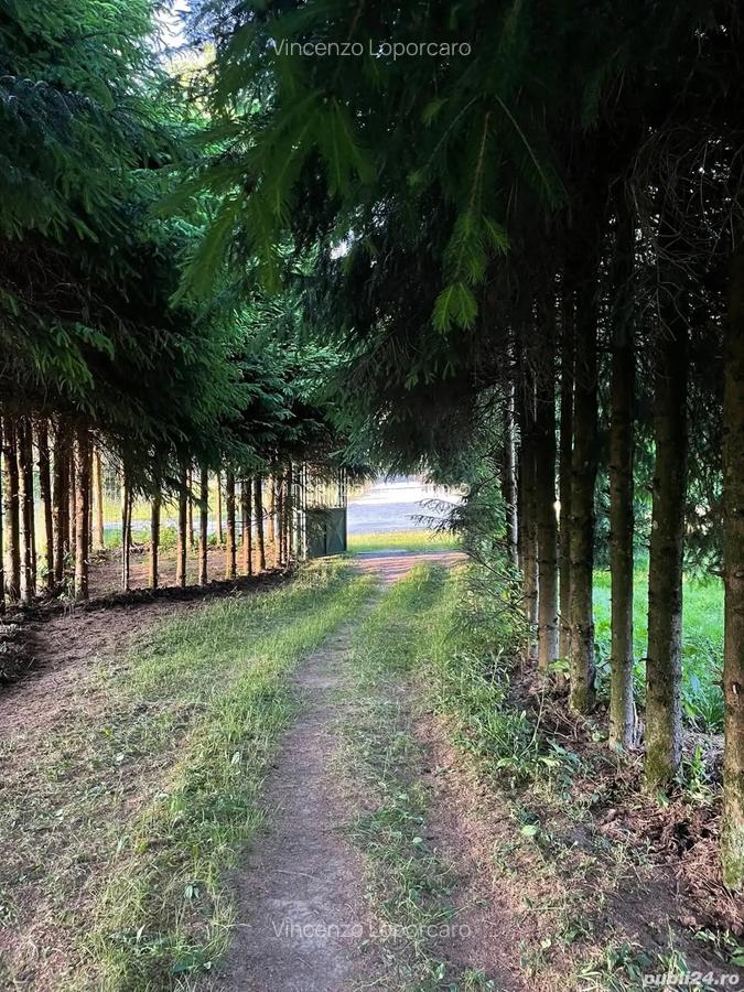 Vand casa jud.alba - 9