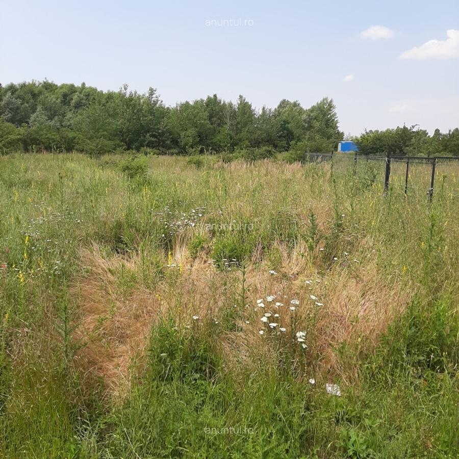 Domnesti, str. Salciei, teren 500 mp - 4