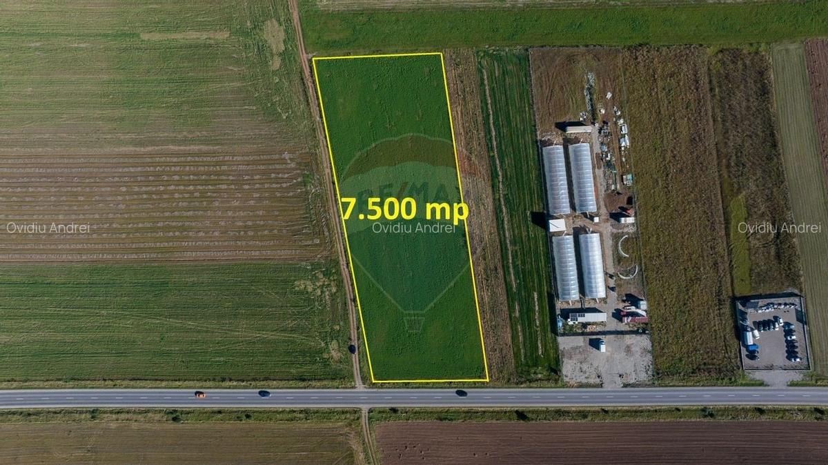 Teren 7,500mp Tarlungeni / Strada Zizinului - 6