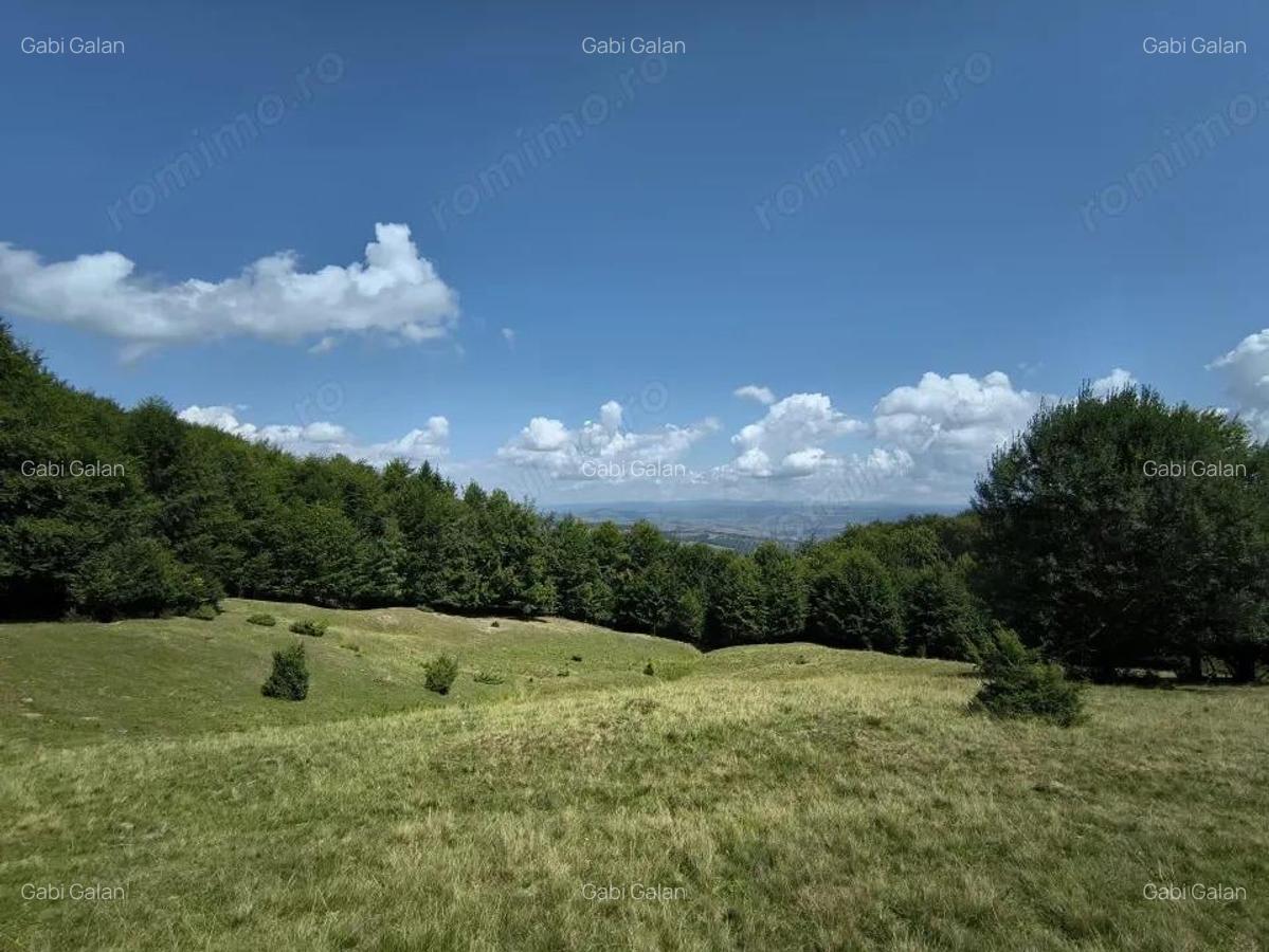 Teren - padure Teliu - Bradet - 7