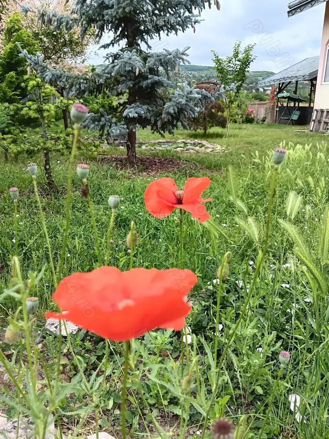 Urgent .Proprietar, parter la casa cu etaj, Mogosesti - Iasi, 10 km - 8
