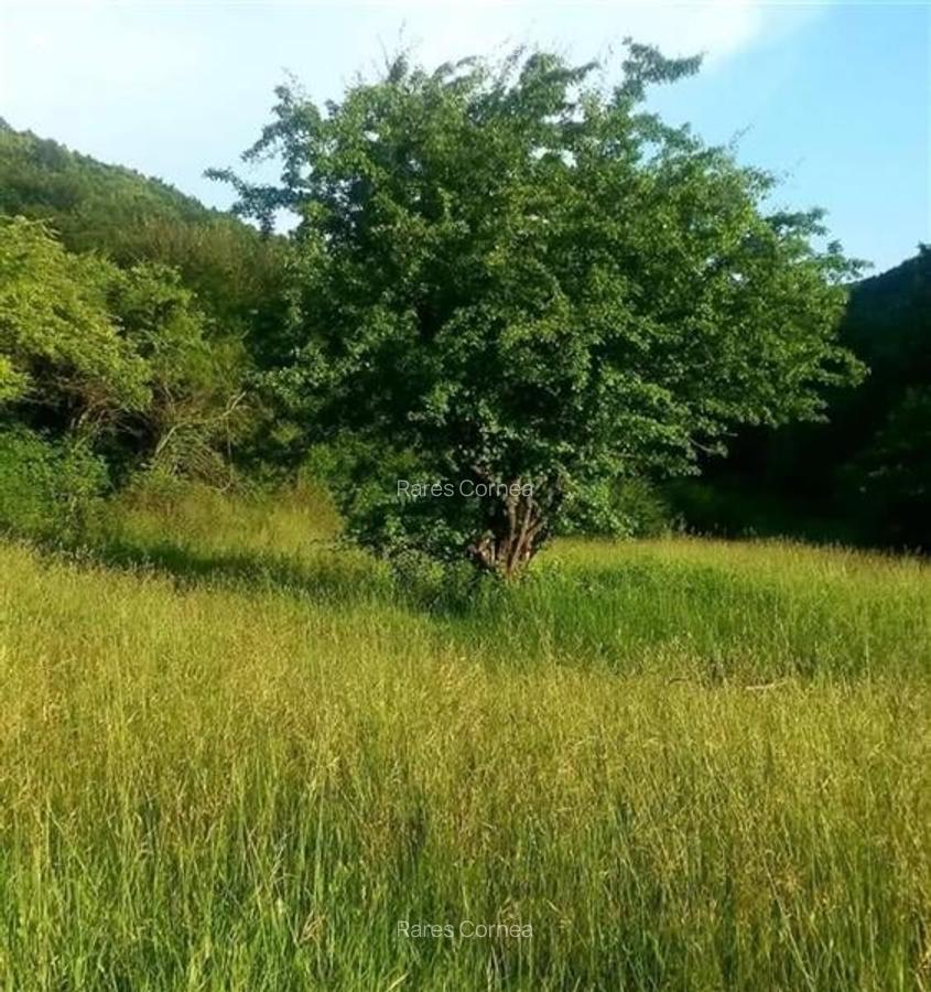 Vanzare teren intravilan 1540 mp in Faget - zona Sf Ion - 3