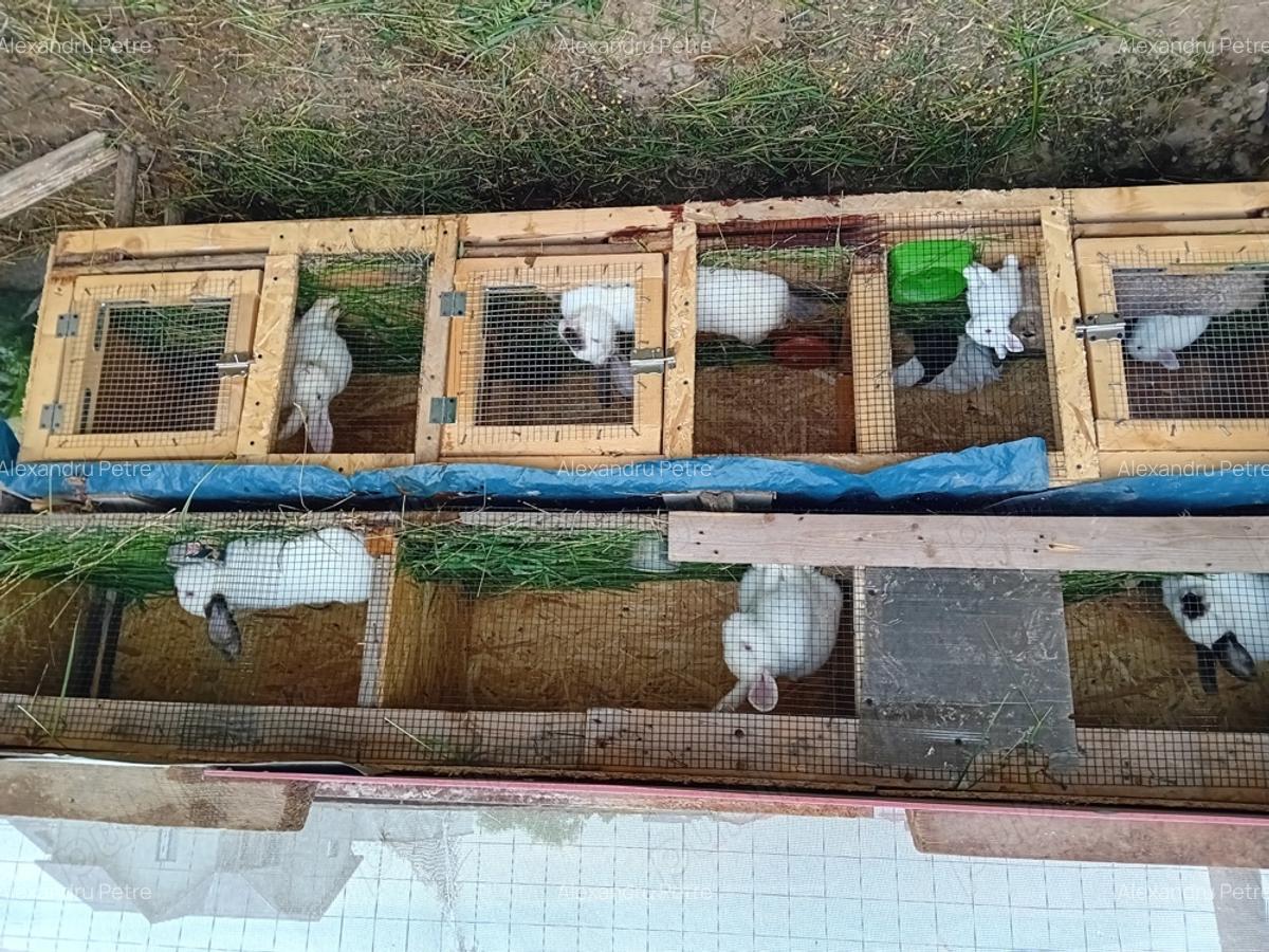 Teren +casa de vacanta - 3 Teren +casa de vacanta - 3