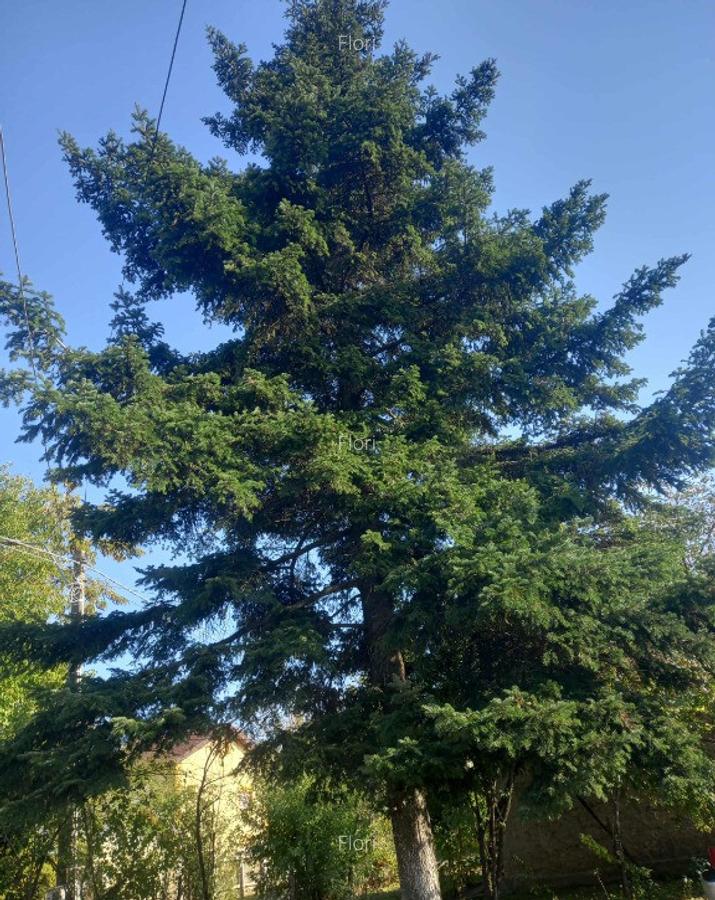 Casa cu teren Plopsoru, Giurgiu - 2