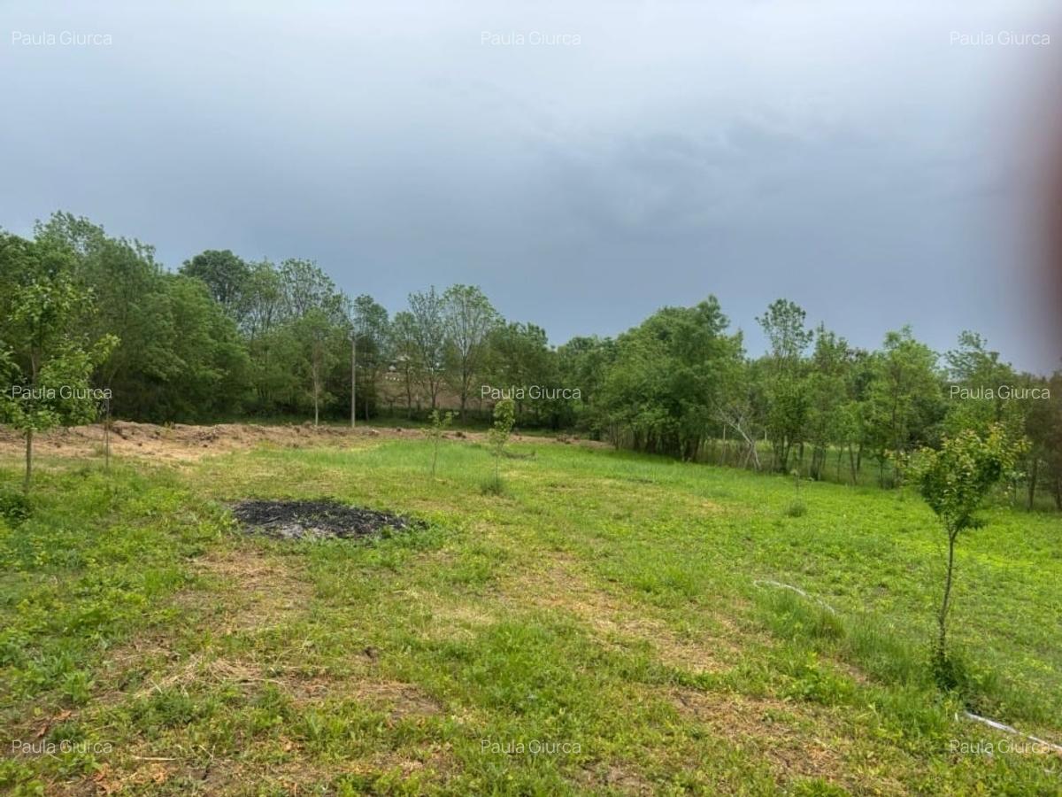 Vând teren 1050m² in Petrovaselo ( Recas ) 19900 - 3