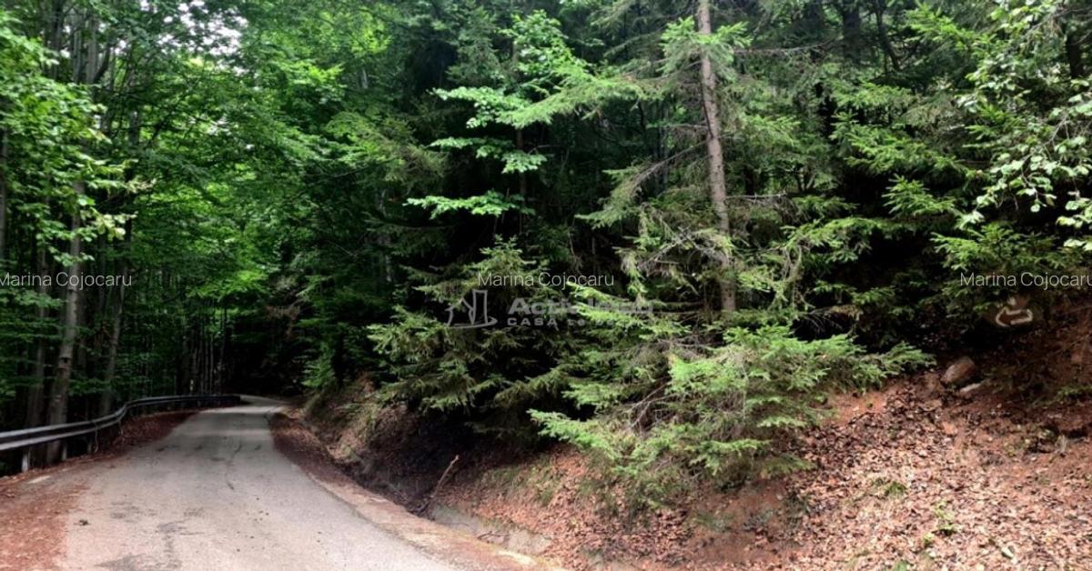 Teren 7 ha, Lac Vidraru, Podis Molivis - 11