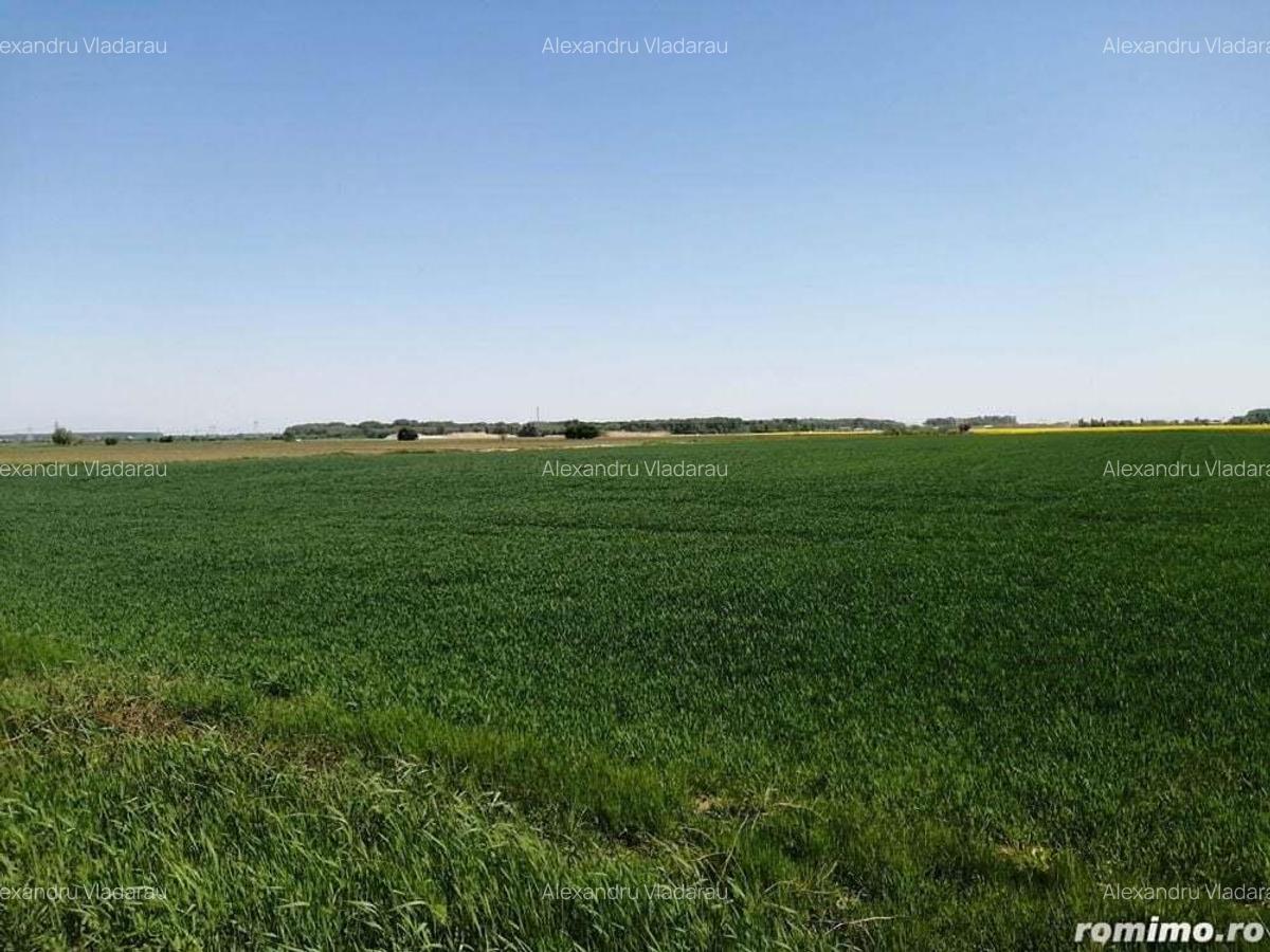 Teren intravilan 5114 mp in comuna 1 Decembrie - Ilfov - 3