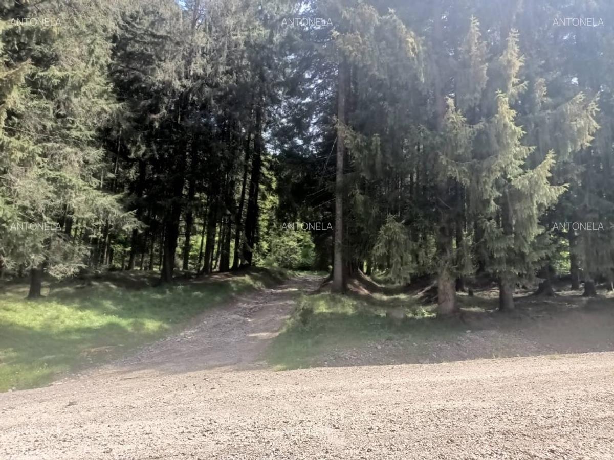 Vnd teren la munte, zona foarte frumoasă - 7