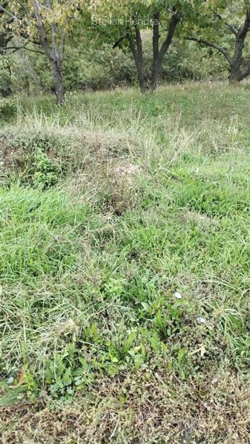 RECO Teren extravilan Paleu 800mp - 1