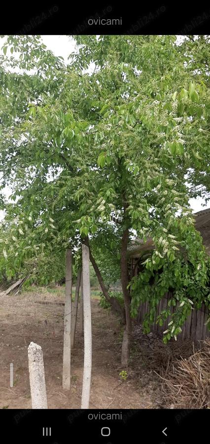 Casa centru Daneti, 80mp, curte si gradina 3.000 mp, apa + curent - 9