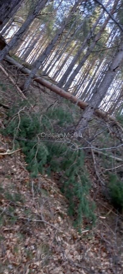 Vând pădure de pin,fag,molid și brad - 2