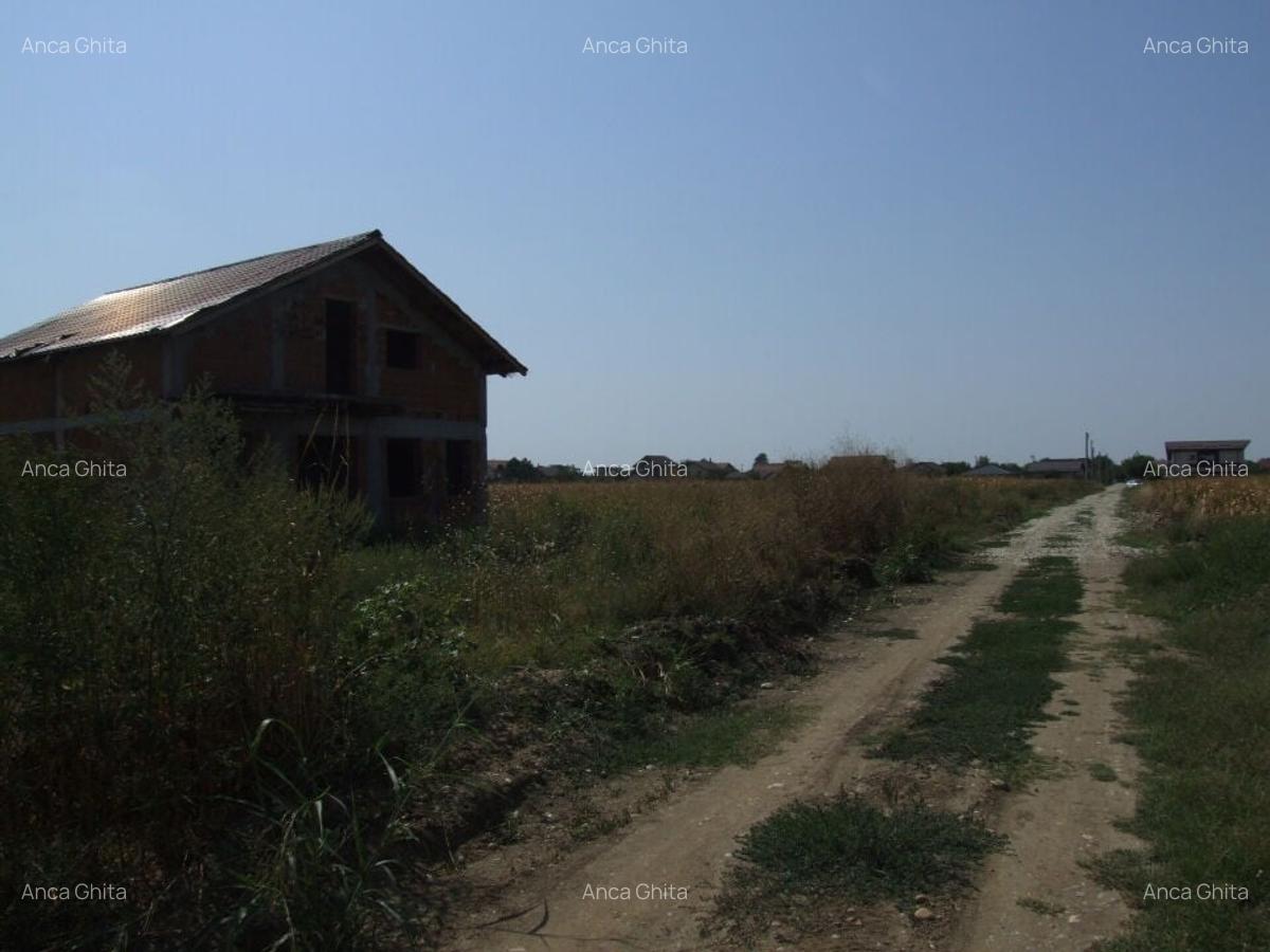 Domnesti-Teghes(Pinului) - 3