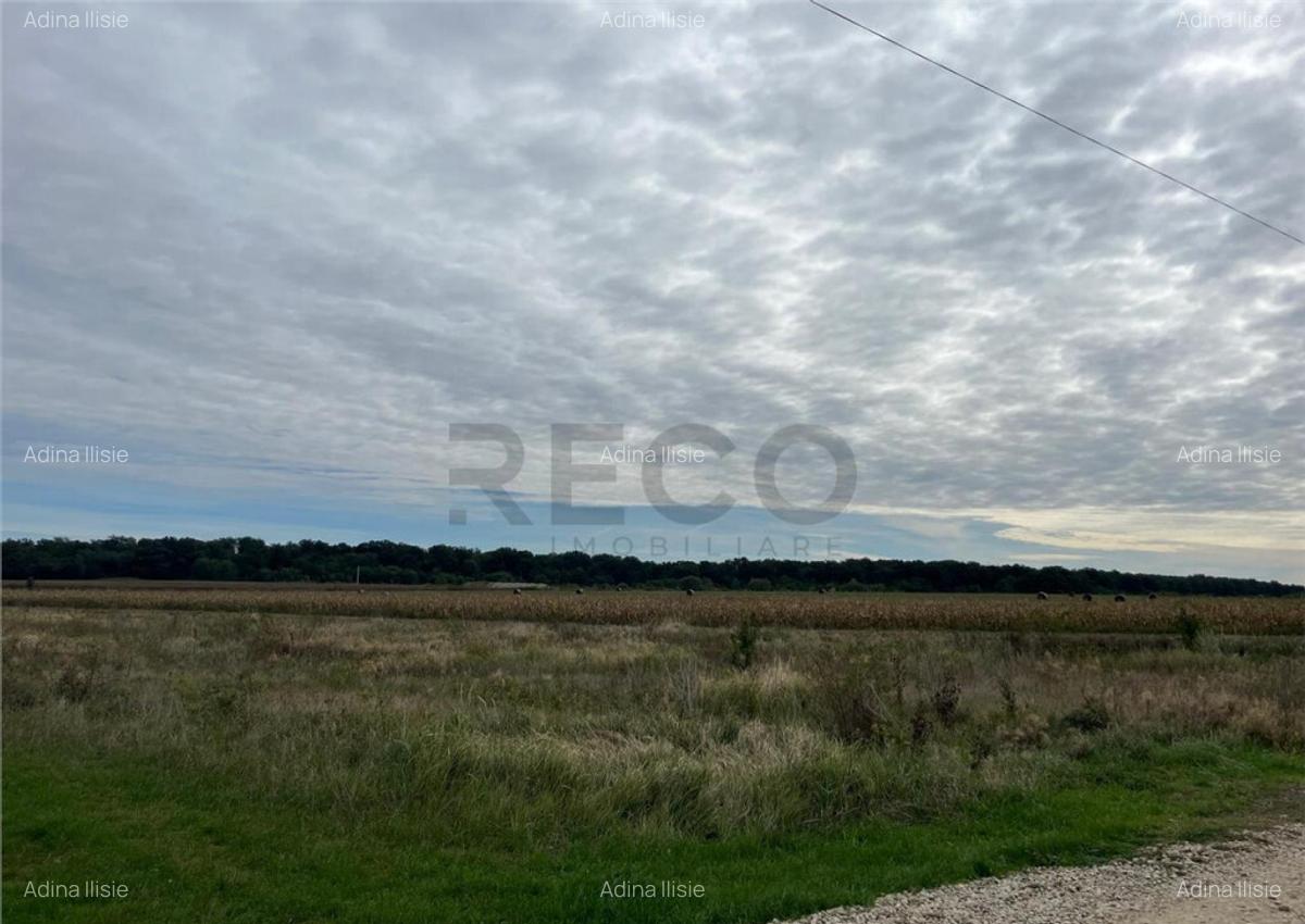 RECO Teren intravilan zona BEVERLY HILLS - 1