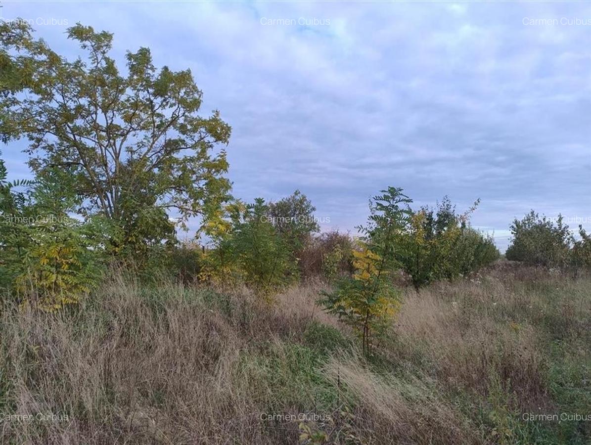 RECO Teren intravilan Miersig - 4