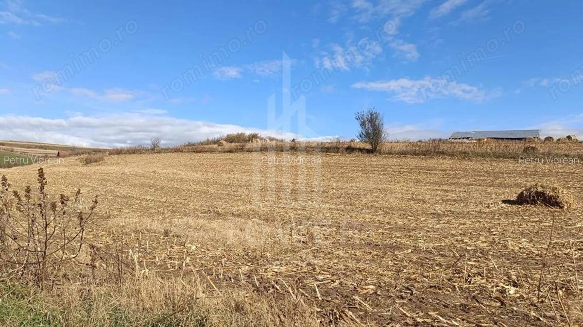 Teren extravilan in Sura Mare - 2