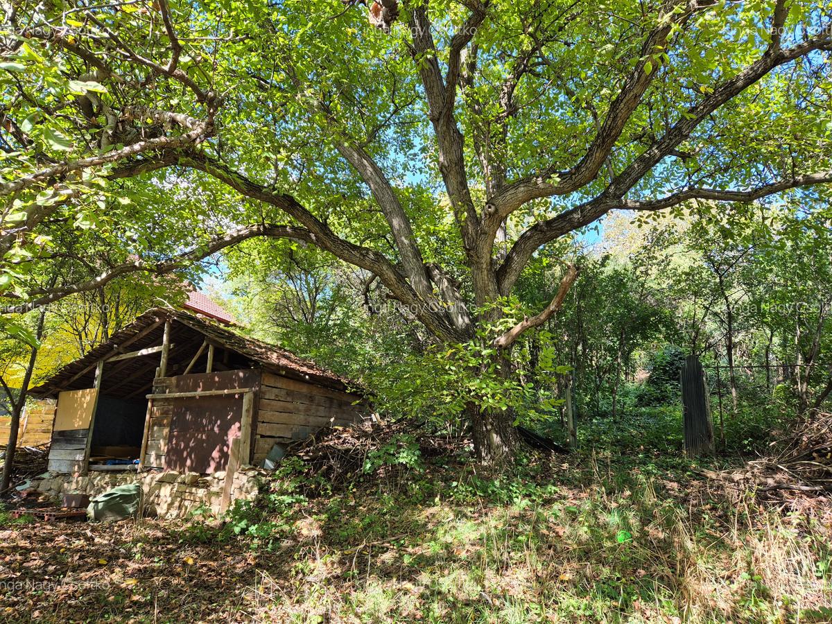 De vânzare – Apartament cu teren generos în cartierul Grigorescu, strada Donath - 11