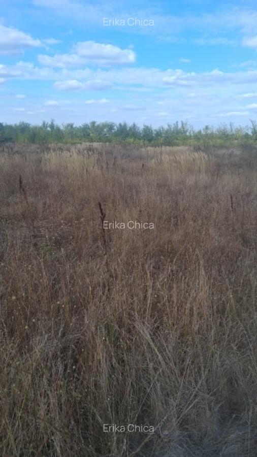 Balotesti - Saftica - Flamingo Park -476 mp - 4