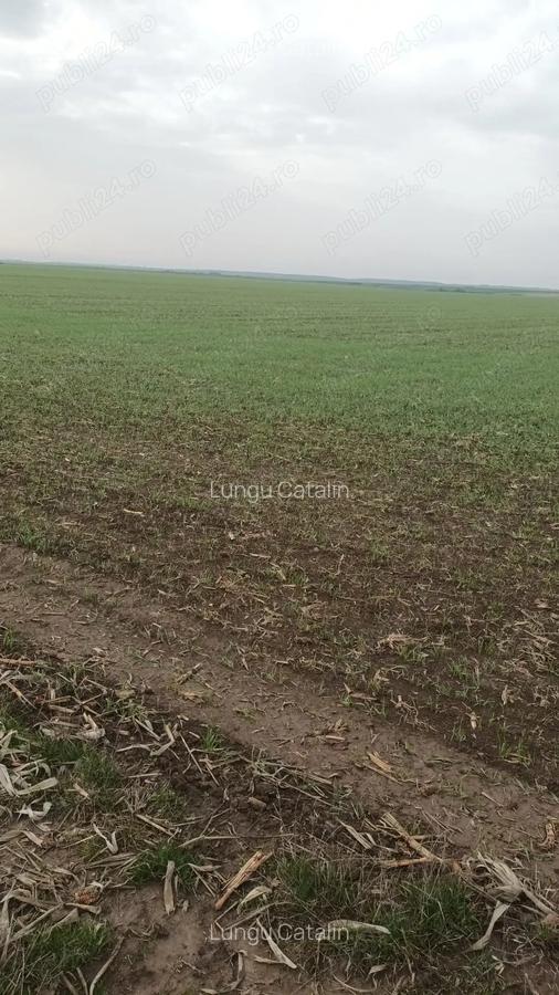 Inchiriez teren 30 ha pretabil pentru parc fotovoltaic - 1