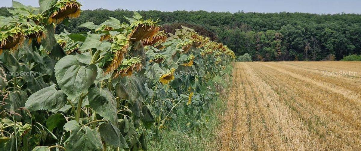 DE VANZARE Teren agricol 4500mp Moara Vlasiei - 4