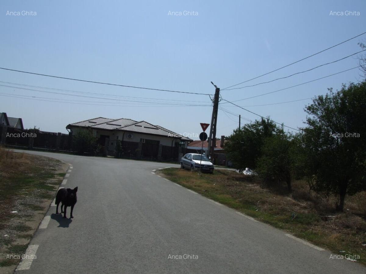 Domnesti-Salciei-stradal - 9