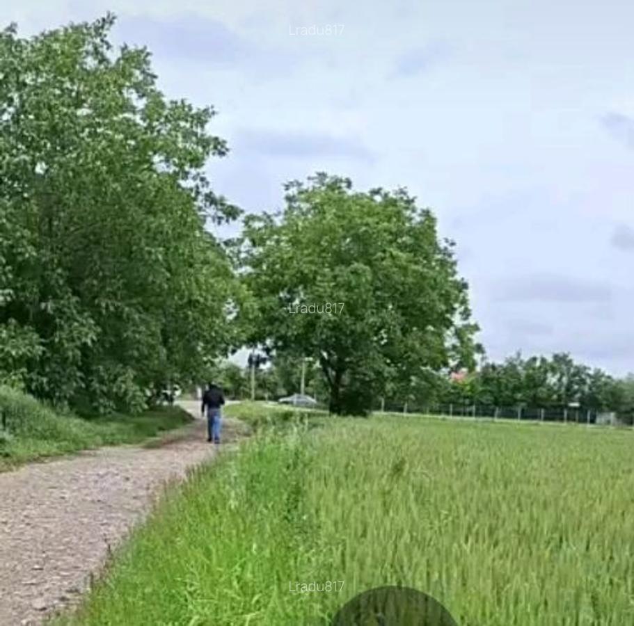 Teren  1000 mp Buftea  Darza - 1