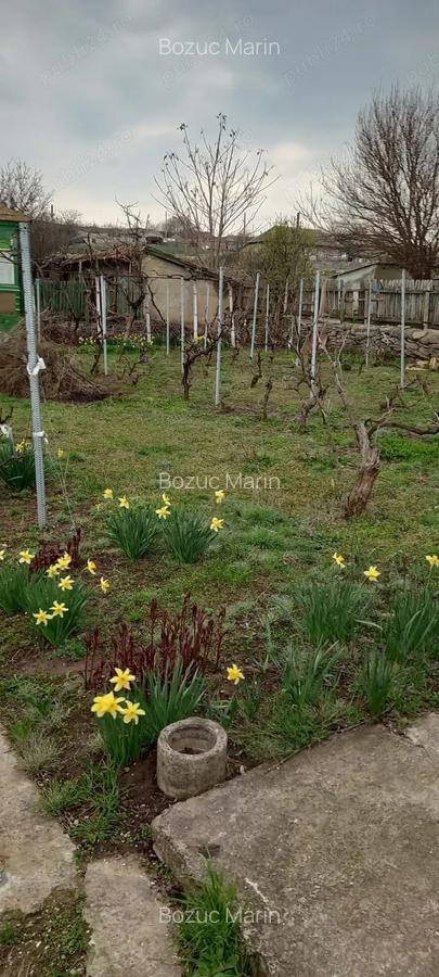 Casa batraneasca 2 corpuri + teren 3200 mp cu vie - loc. Mircea Voda, Tulcea - 6