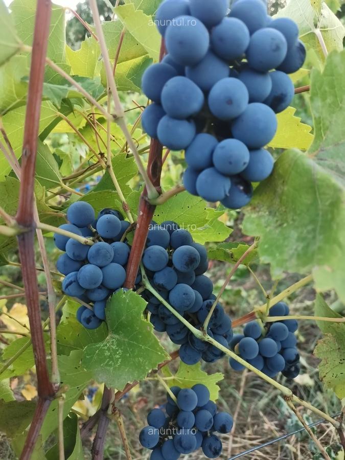 Cosereni, Ialomita - 9