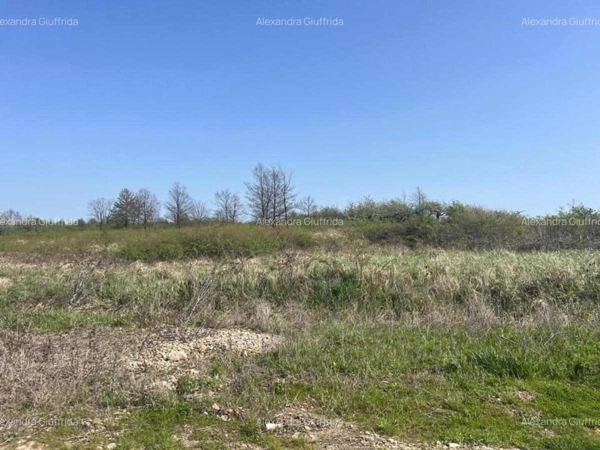 Gaminvest Teren intravilan de vânzare 4910 mp, Săldăbagiu de Munte, Bihor, V4137 - 2