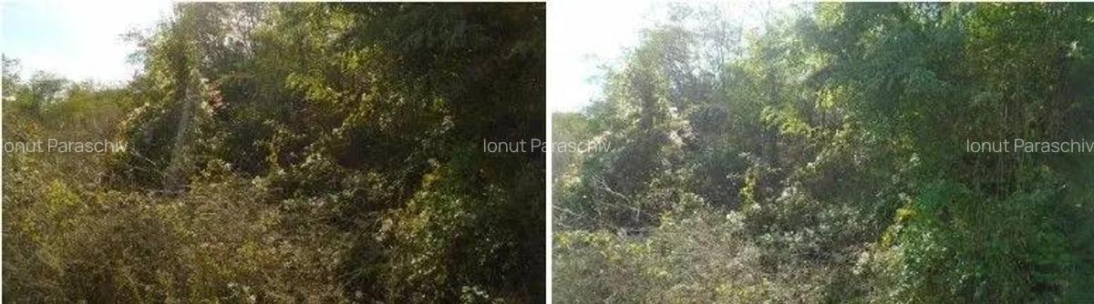 Teren extravilan Tamboesti ; ID: R2832805 - 9