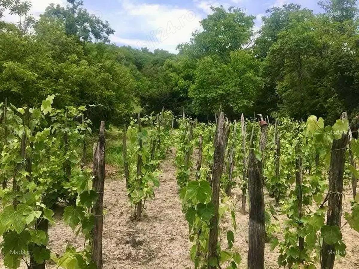 Casa locuibila la tara judetul Valcea zona pitoreasca - 5