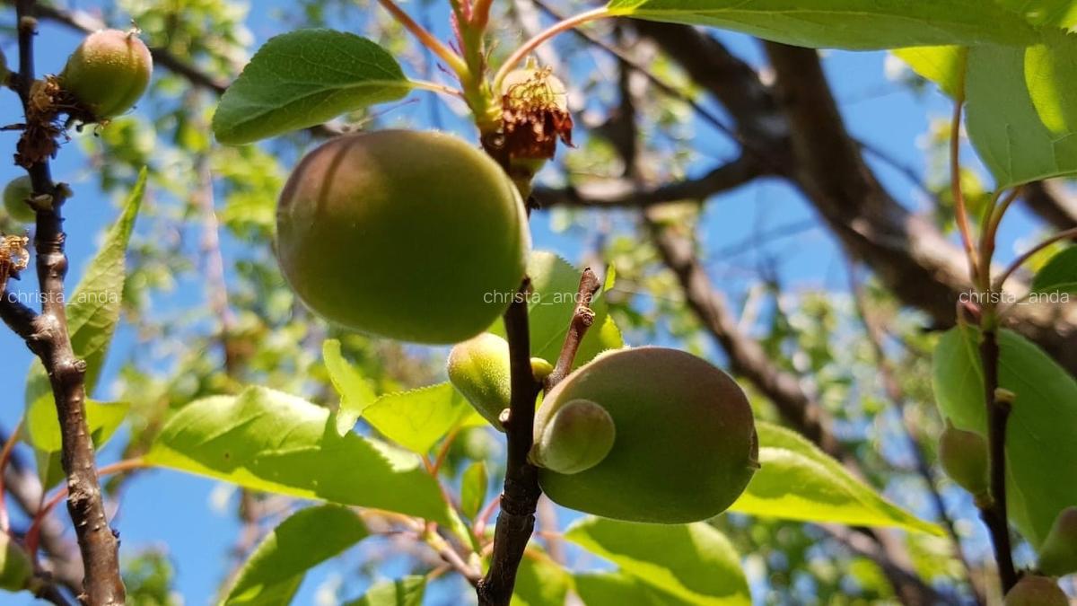 Teren Oradea 3.152 mp front 22.5 m str Fagetului - 7