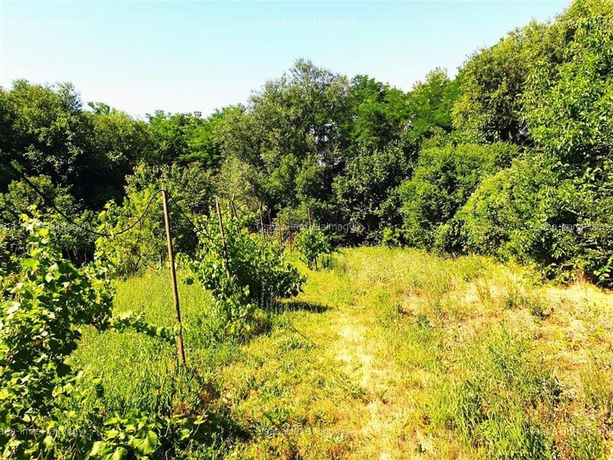 Casă individuală cu 2 camere în Ginta - 12