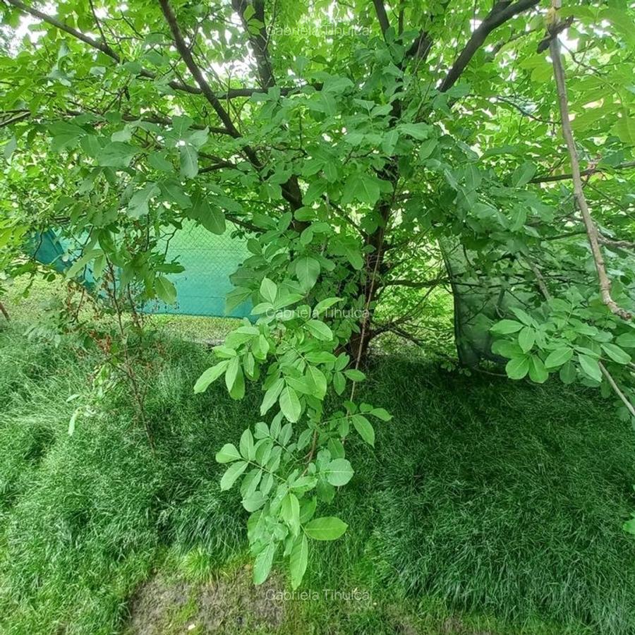 Apartament 3 camere parter înalt cu grădină proprie de 128 mp și pomi fructiferi - 9