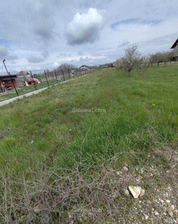 TEREN DE VANZARE BRADU - 2