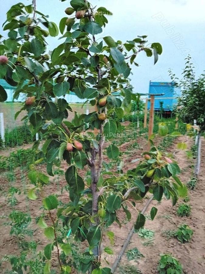 Teren +casa de vacanta - 2 Teren +casa de vacanta - 2