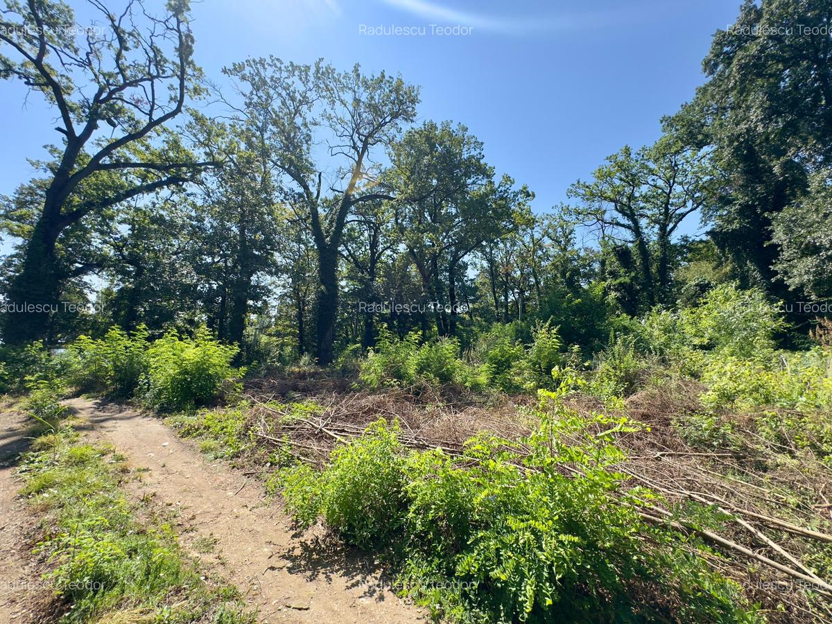 Teren 4800mp | Padurea Snagov | Deschidere larga la Lacul Snagov | Investitie - 2
