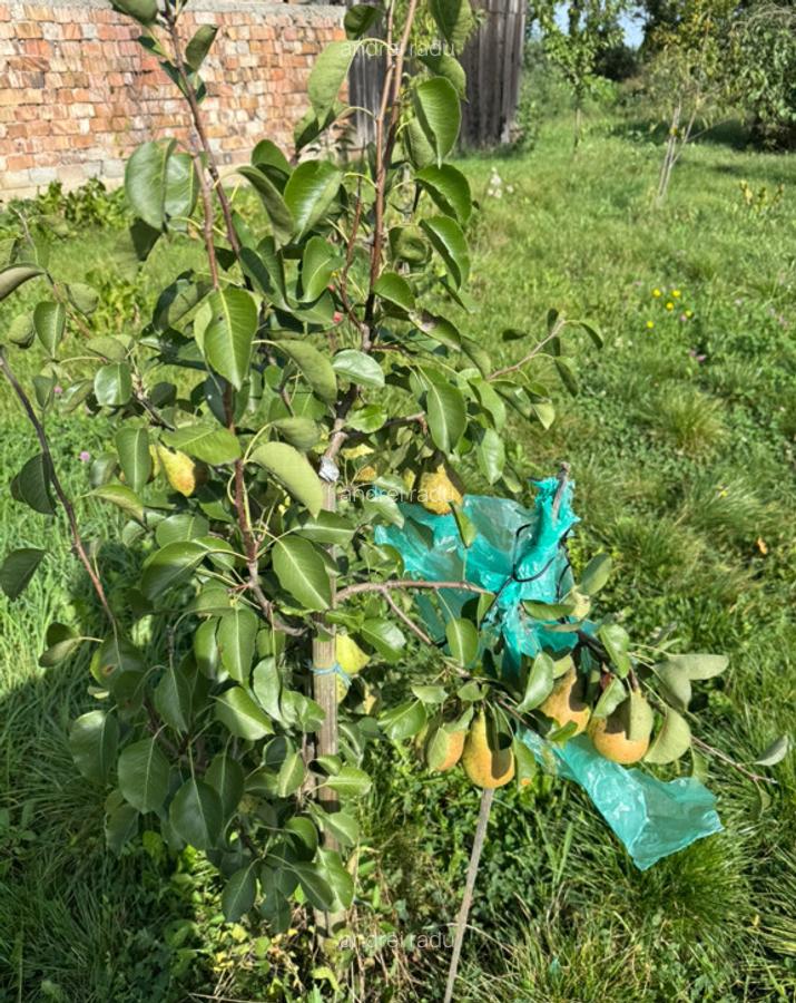 Casa Gornesti renovata 2025 semifinisata - 6