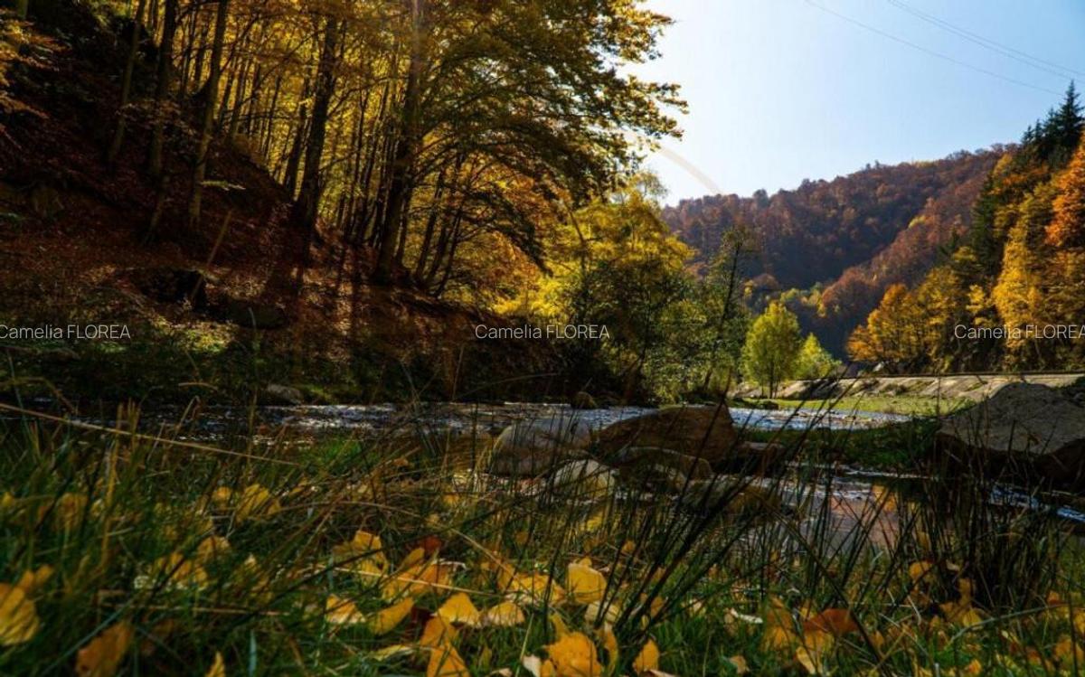 Teren 4996 mp zona de munte Comuna Arefu-Capataneni Arges - 4