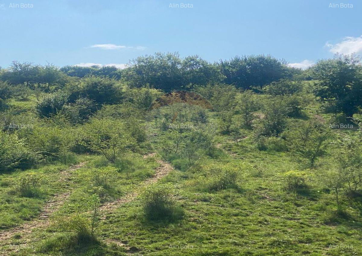 Teren de vanzare 8,700 mp Tarlungeni, comision 0 cumparator - 4