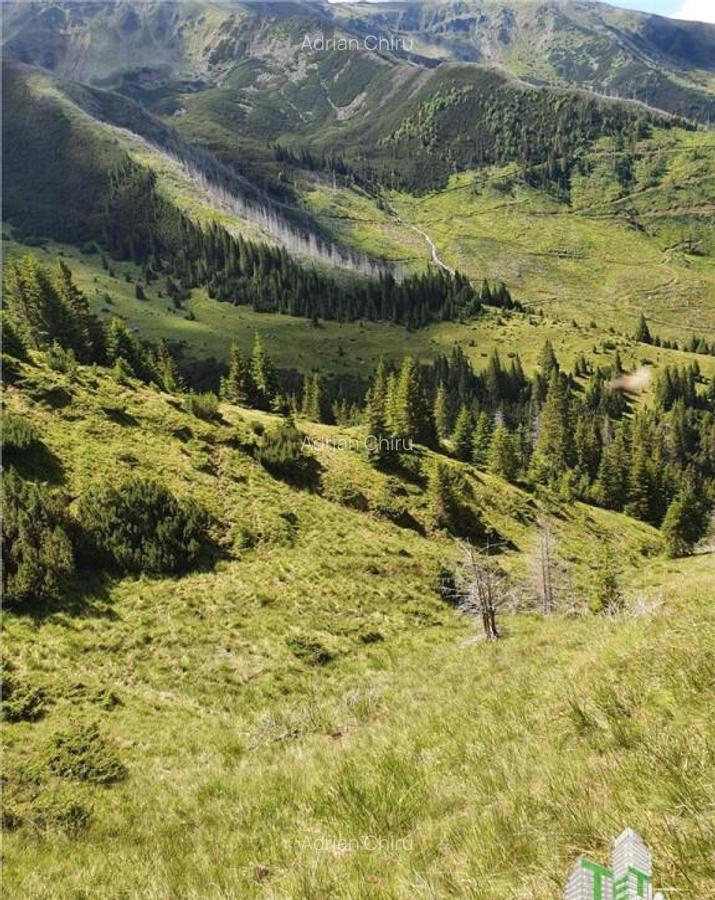 SUPER OPORTUNITATE, DE VANZARE O PROPRIETATE SPECIALA, MUNTE - 4