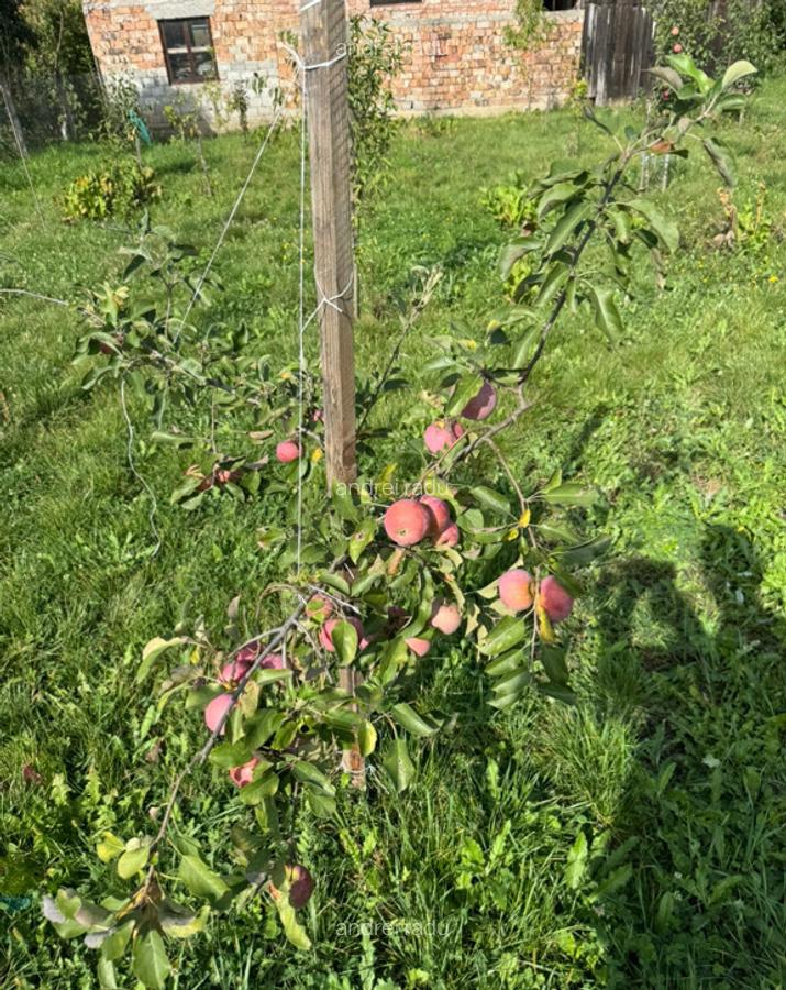 Casa Gornesti renovata 2025 semifinisata - 7