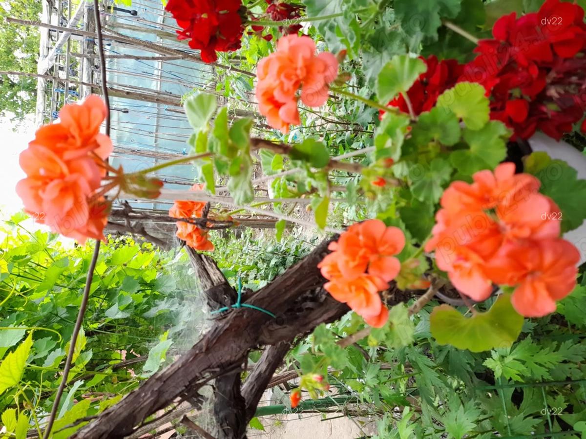 Casa de vanzare in Giurgiu, sos Balanoaiei, Intrarea Fluierului - 4 Casa de vanzare in Giurgiu, sos Balanoaiei, Intrarea Fluierului - 4